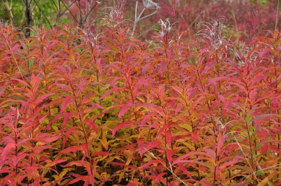 Cores de Outono predominam nessa época na estrada para Seward, na Península do Kenai, sul do Alaska